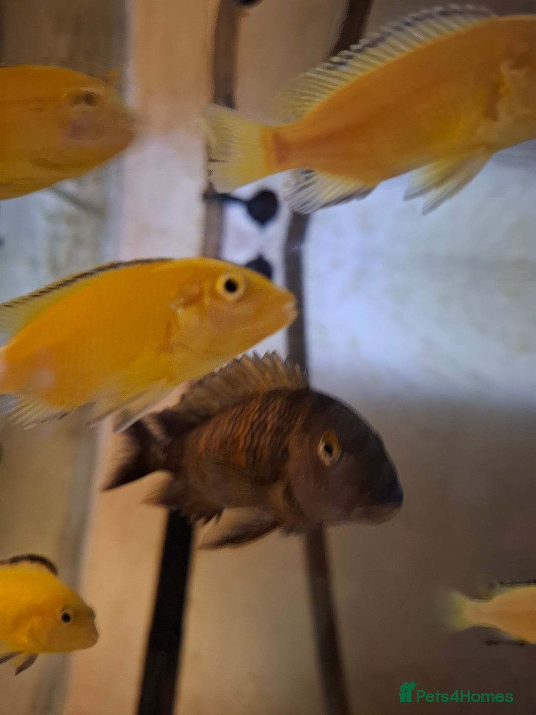 Cichlids fish for sale: Tropical fish  - Advert 2