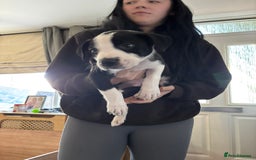 Mixed Breed dogs for sale: Male staffy x border collie puppy - Image 7