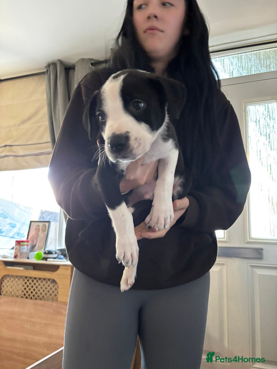 Mixed Breed dogs for sale: Male staffy x border collie puppy - Image 7
