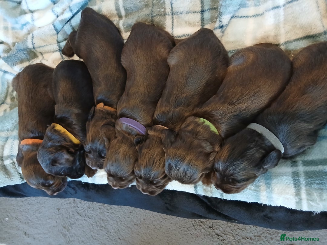 Sprocker dogs for sale: Sprocker puppies  - Image 6