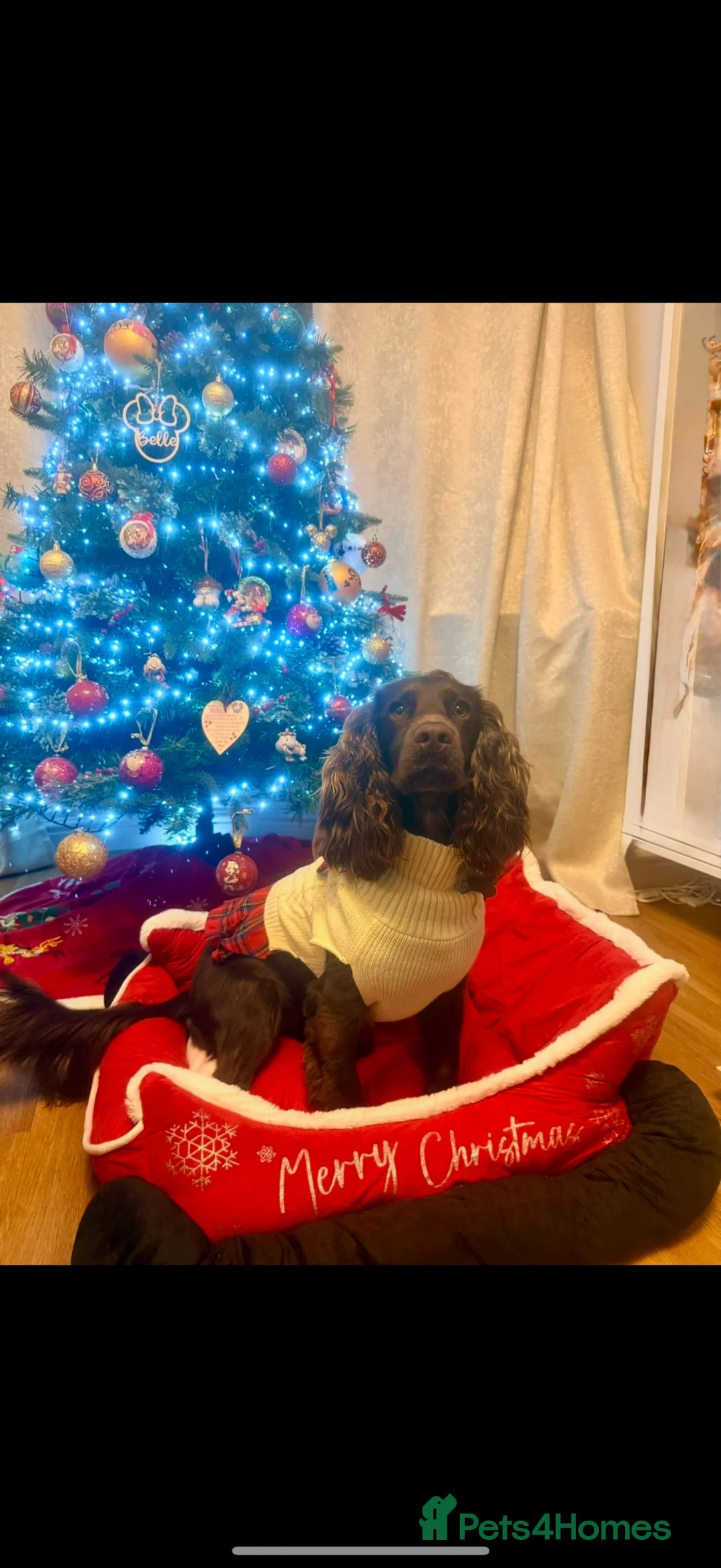 Cocker Spaniel dogs for sale: Belle  - Advert 6