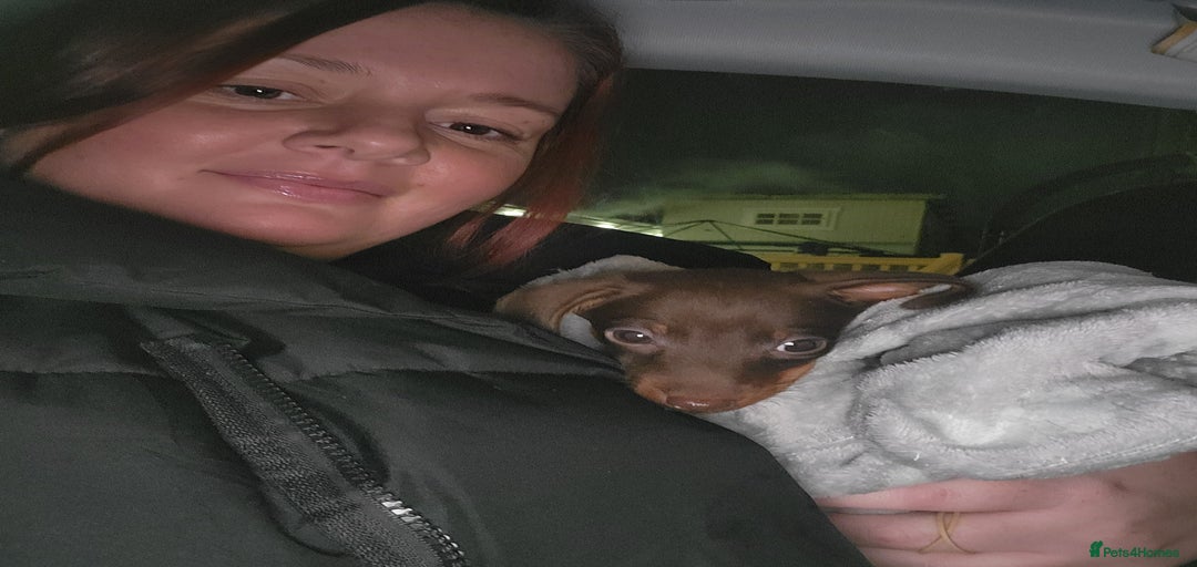 Gallery Image {{count}}