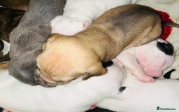 American Bull Staffy dogs for sale: Beautiful American bulldog x staff puppies   - Image 29