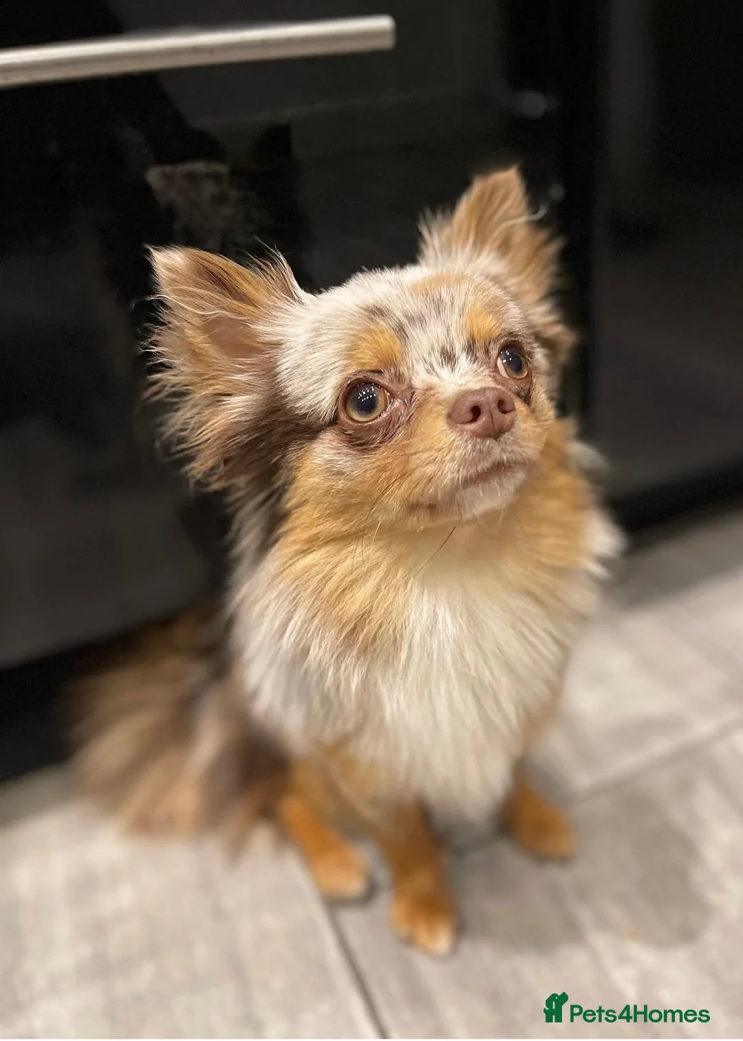 Pomchi dogs for sale: Female Pom Chi Puppy in Erith - Advert 2