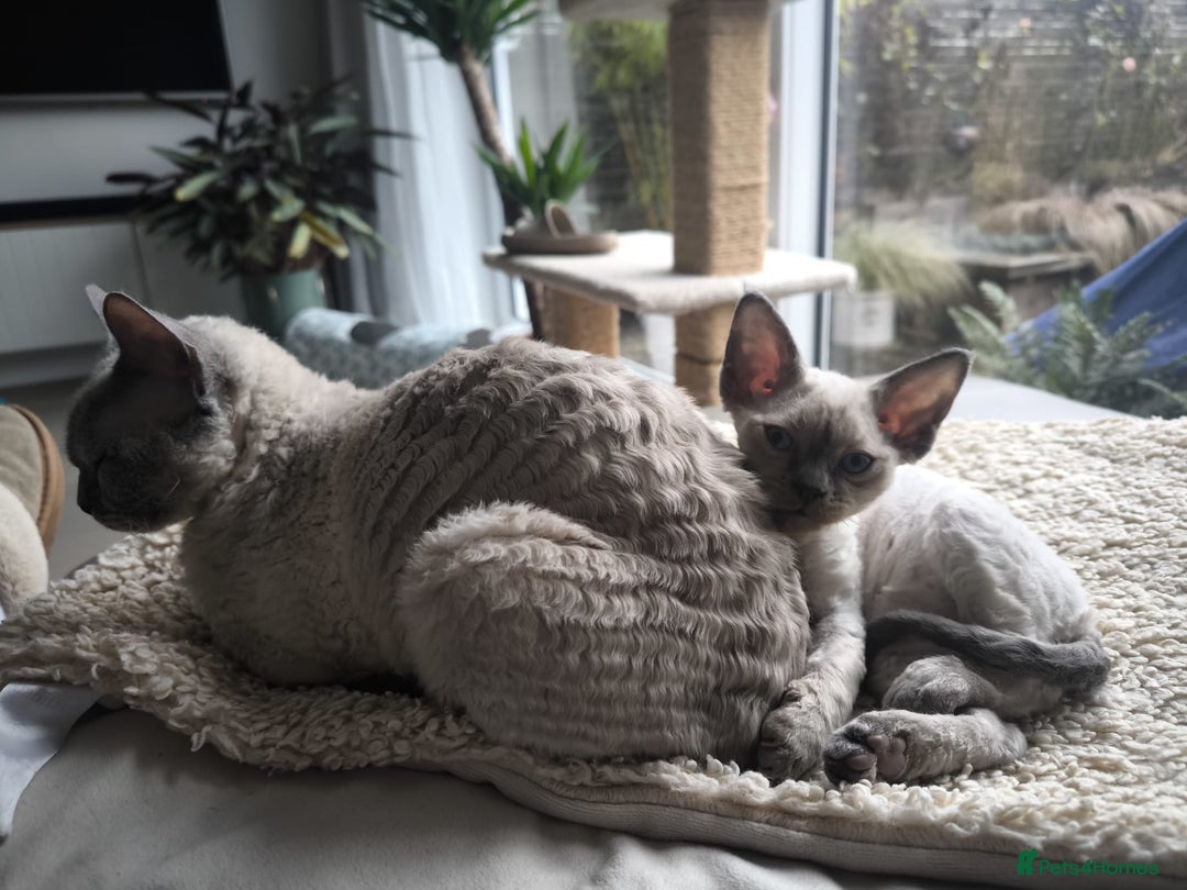 Devon Rex cats for sale: Devon Rex💕Blue Point Lynx Girl🩷Blue Point Boy💙 - Advert 17