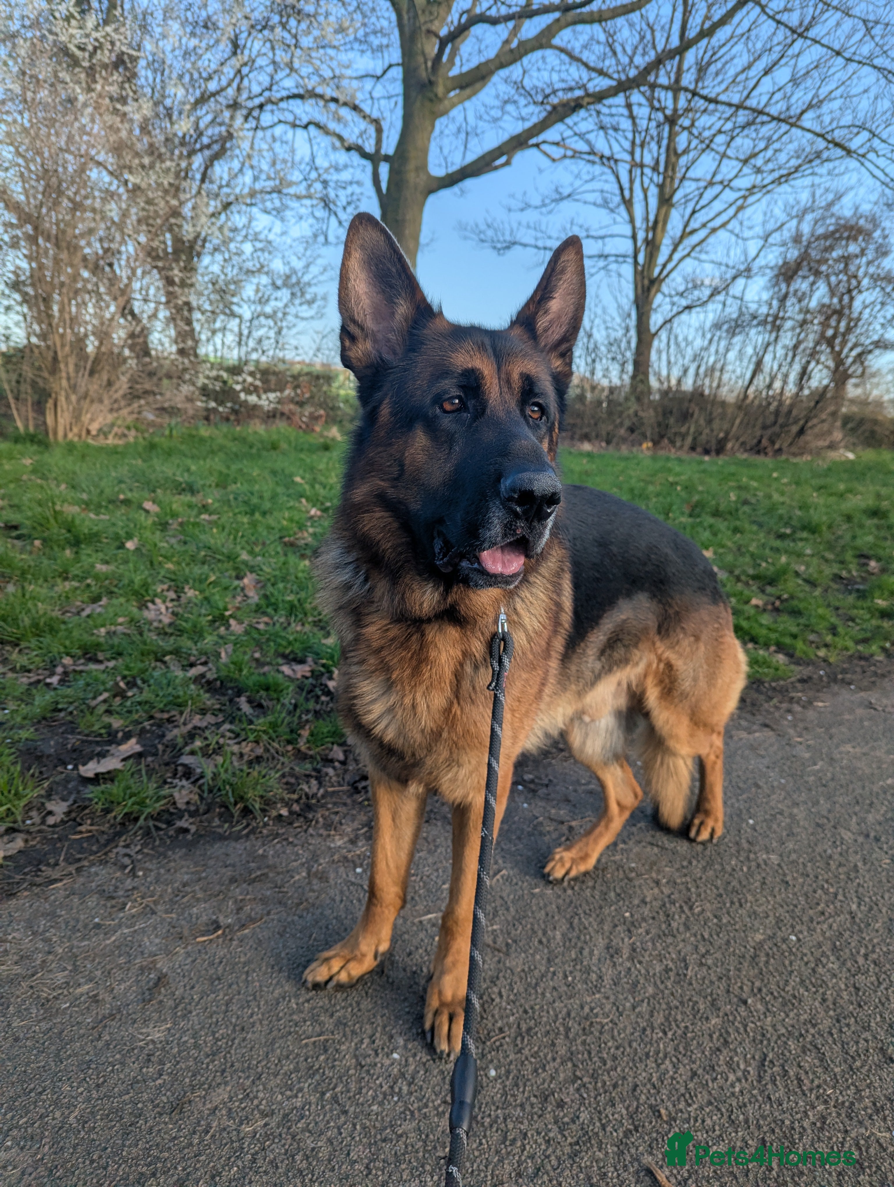 German Shepherd dogs Major in Liverpool - Advert 4