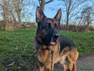 German Shepherd dogs Major in Liverpool - Advert 4