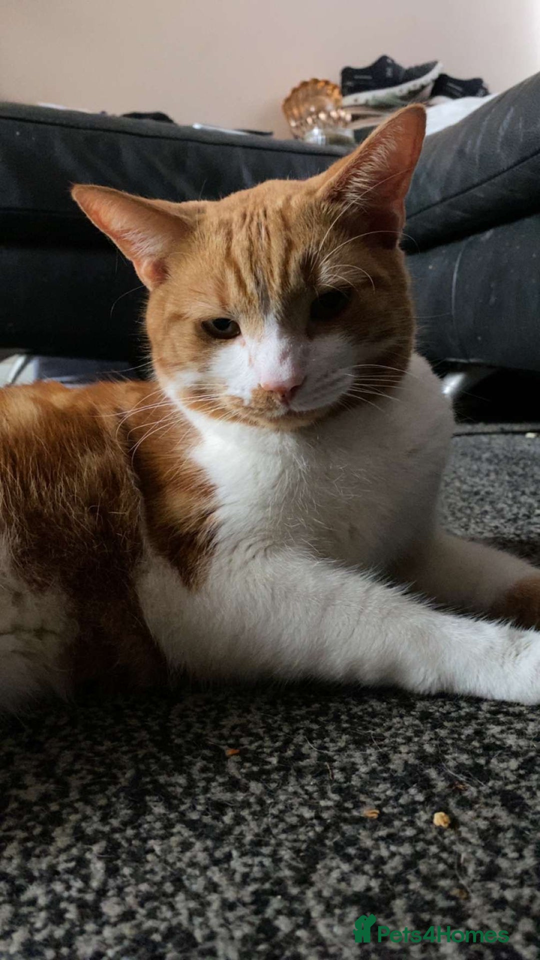 Domestic Shorthair cats for sale: Cheeto  - Advert 2