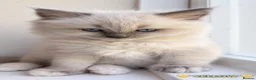 Ragdoll cats for sale: Beautiful Ragdoll Kittens – 4 Boys & 1 Girl 🩵🩷 in Aldershot - Advert 10