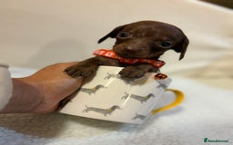Miniature Dachshund dogs for sale: Miniature Dachshund puppies 🐶  - Image 7
