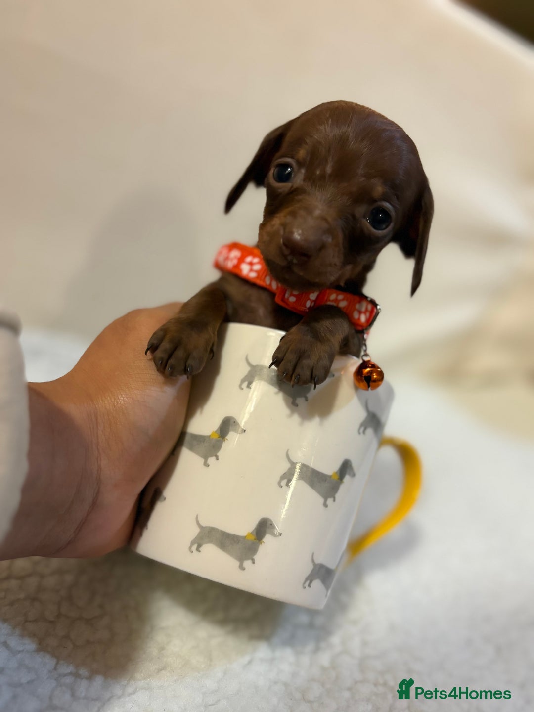 Miniature Dachshund dogs for sale: Miniature Dachshund puppies 🐶  - Image 7