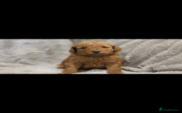Miniature Poodle dogs for sale: Ready to Steal Your ❤️ Miniature Poodle Puppies - Image 4