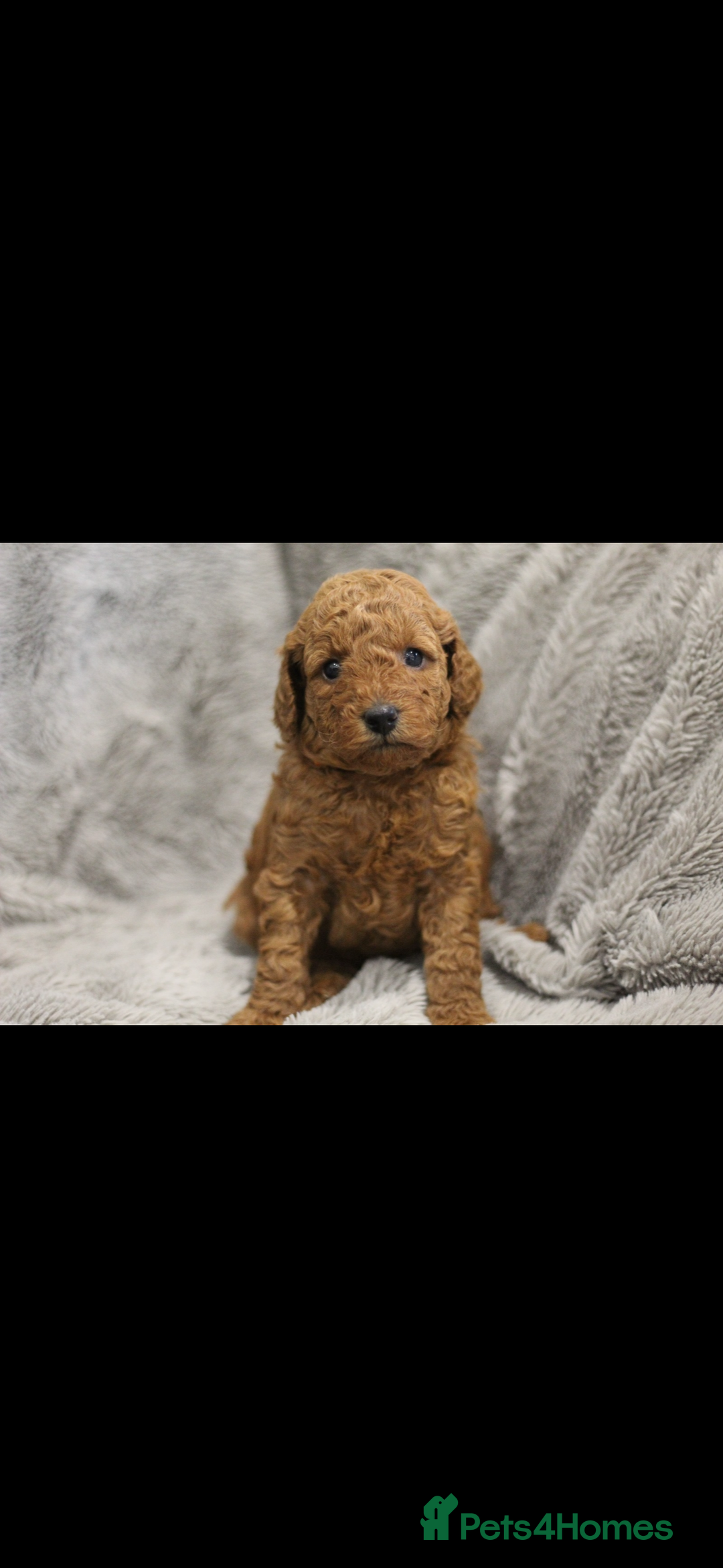 Miniature Poodle dogs for sale: Ready to Steal Your ❤️ Miniature Poodle Puppies - Image 4