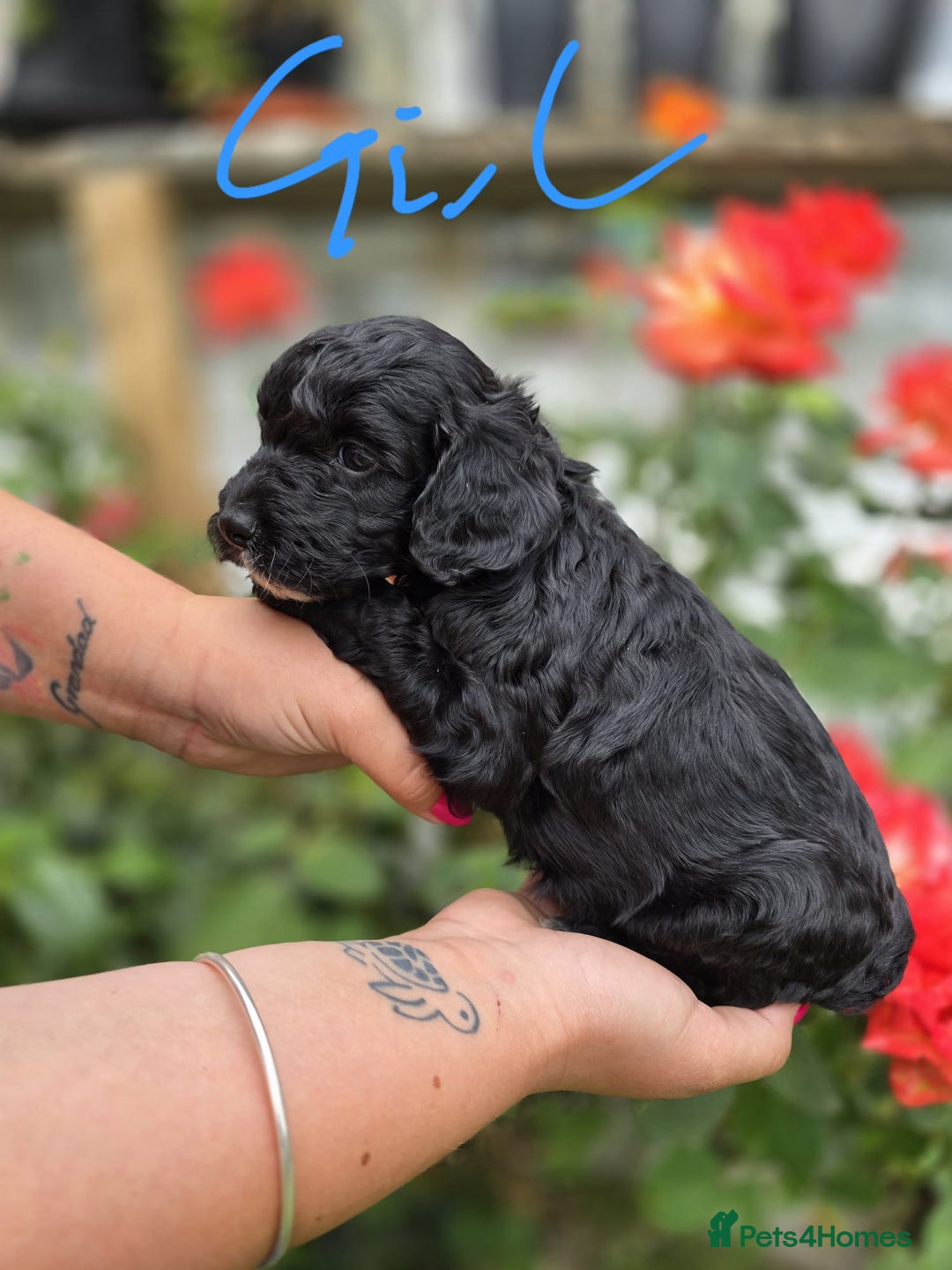 Cockapoo dogs for sale: F1 working cockapoo puppies - Image 25