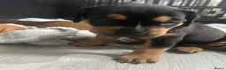 Mixed Breed dogs for sale: Beautiful puppers seeking their forever homes.  - Advert 10