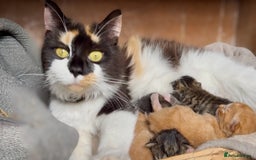 Mixed Breed cats for sale: Lovely kittens ready now  - Image 6