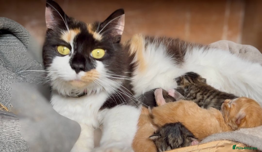 Mixed Breed cats for sale: Lovely kittens ready now  - Image 6
