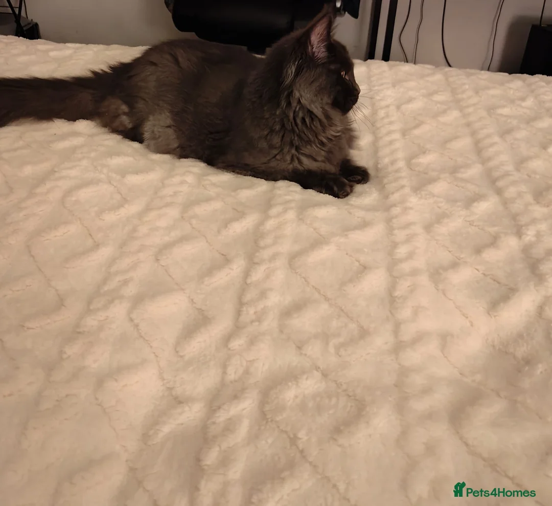 Maine Coon cats for sale: GCCF Registered Mainecoon  - Advert 3