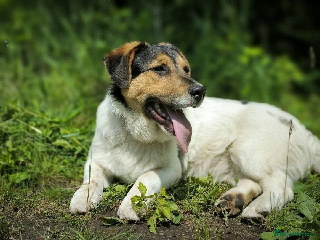 Mixed Breed dogs for adoption: 💙🐶 CASPER 🐶💙 - Image 17