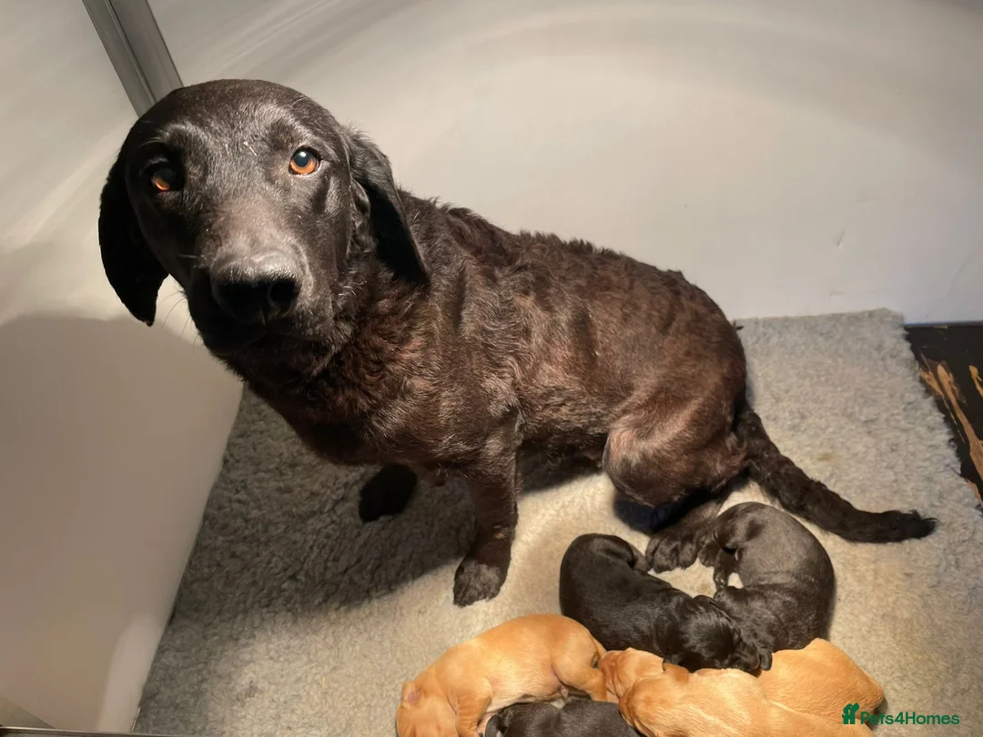 Labrador Retriever dogs for sale: Available Immediately! - Advert 1