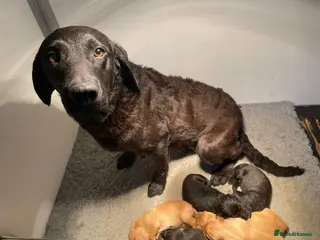 Labrador Retriever dogs 1st Class ⭐️⭐️⭐️⭐️⭐️ Licensed - Advert 18