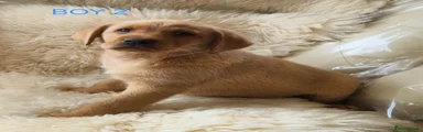 Boy 2