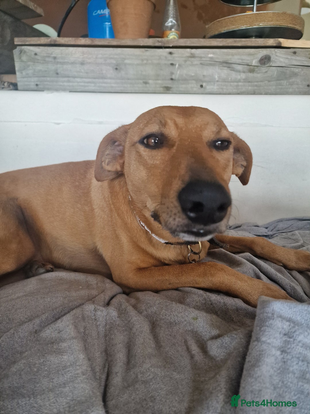 Mixed Breed dogs for adoption: Jimmy is looking for an amazing home - Image 23