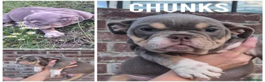 Chunks -english bulldog FEMALE