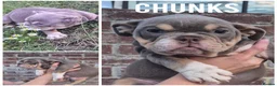 English Bulldog dogs for sale: Fully Vaccinated Ready To leave English Bulldog - Advert 17