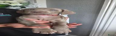 Weimaraner Puppy 2