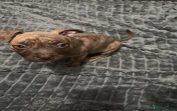American Bulldog dogs for sale: Roxy is a lovely classic American bully  - Image 4