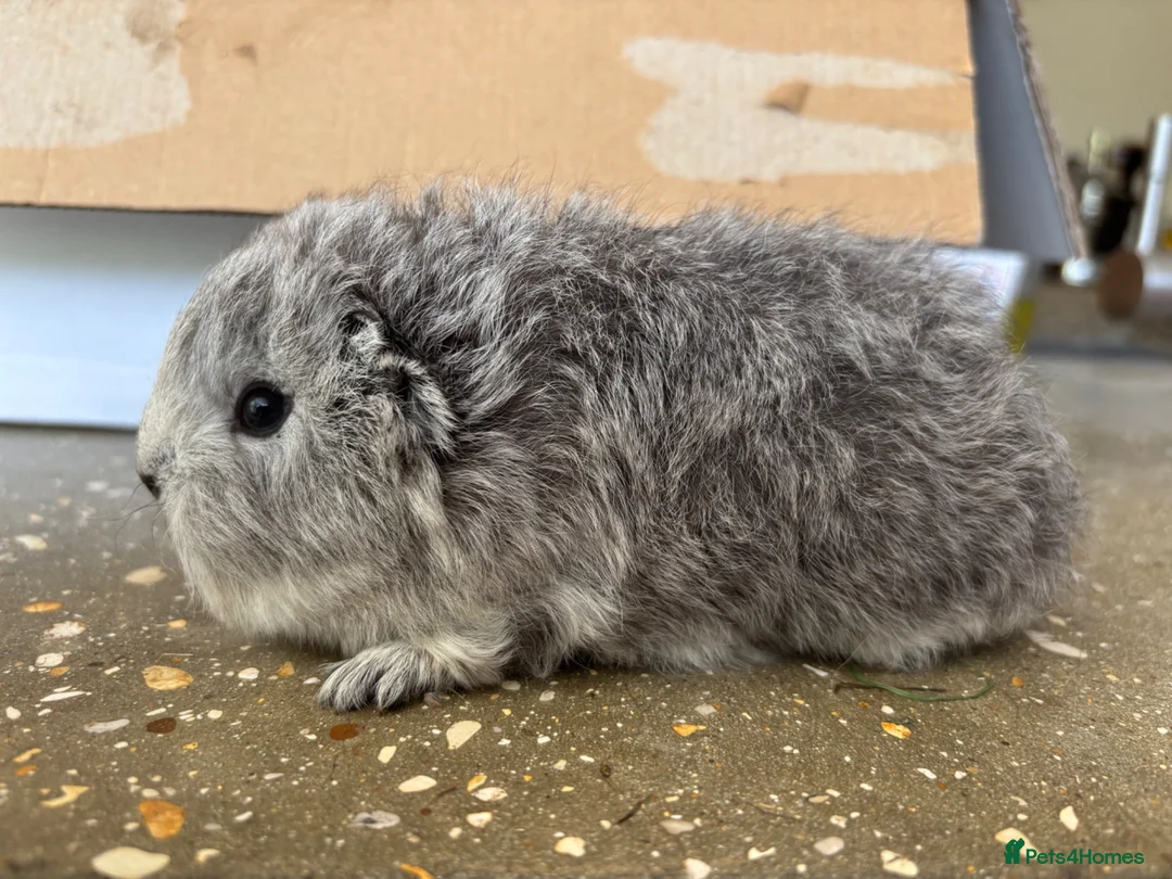 Guinea Pig rodents for sale: Swiss brothers - Advert 2
