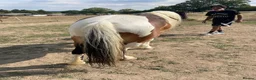 Irish Cob horses for sale: Irish cob in Pulborough - Advert 3