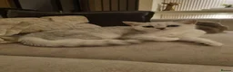 British Shorthair cats for sale: Male British Shorthair Kitten  - Advert 5