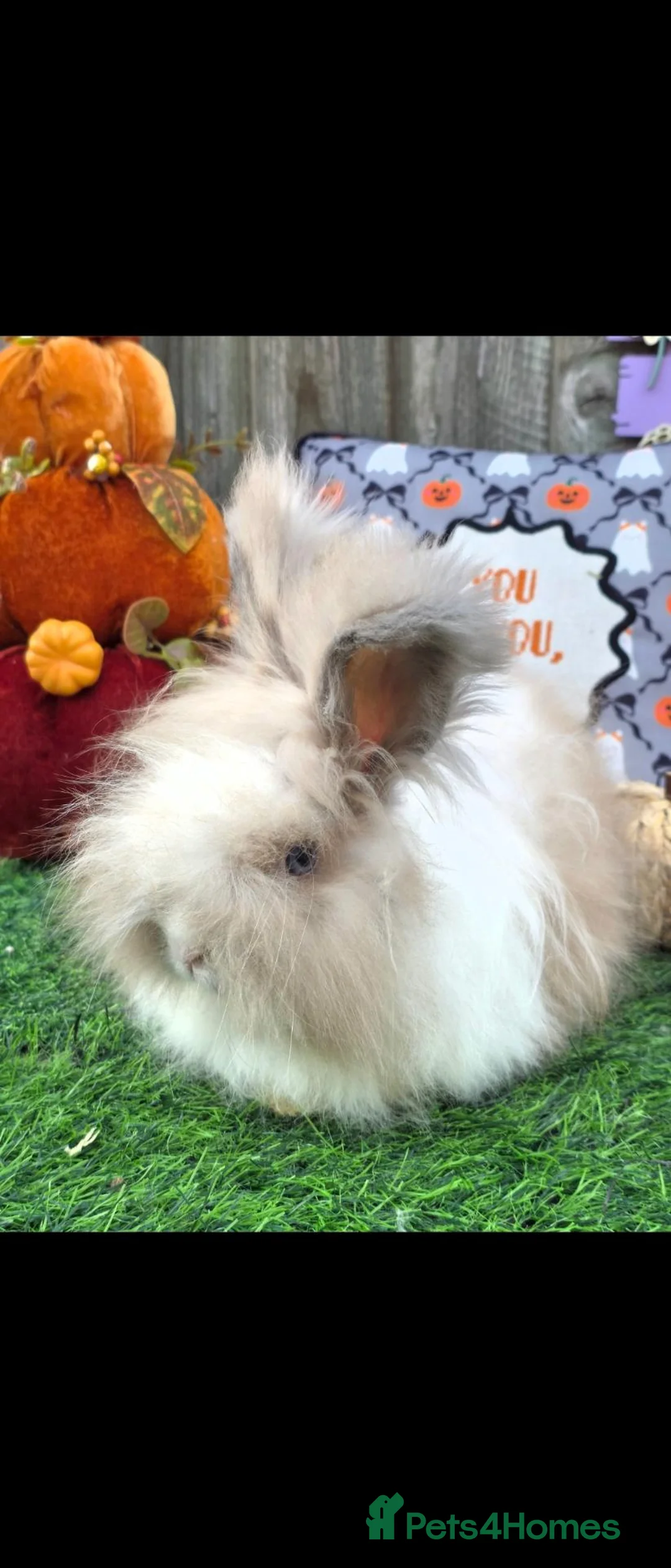 Mixed Breed rabbits for sale: Angora x Lionhead Doe Available  - Advert 2