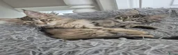 Maine Coon cats for sale: 2 Beautiful Maine Coon Kittens Ready Now  - Advert 5