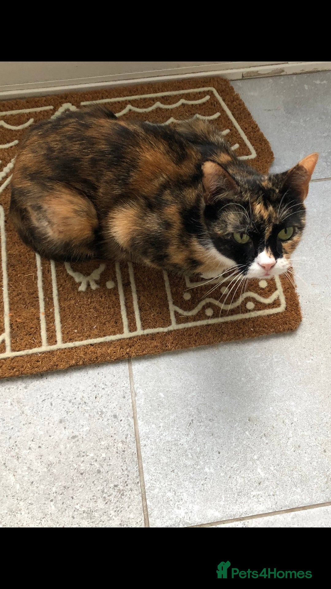 Mixed Breed cats for sale: 4 affectionate, playful kittens for sale. - Advert 2