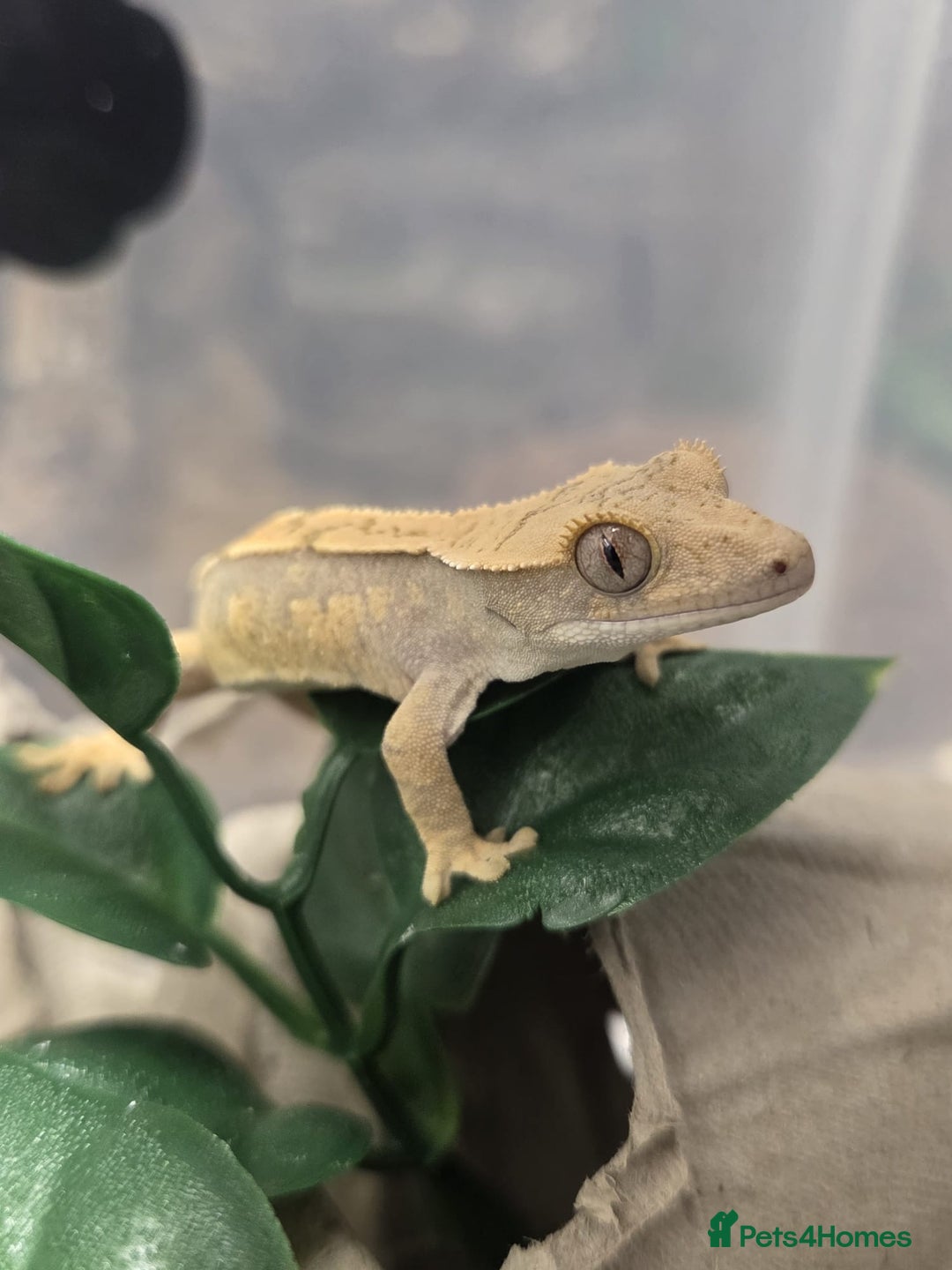 Gecko reptiles for sale: Crested Gecko Babies Baby Reptile  - Image 4