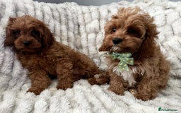 Cavapoo dogs for sale: F1 DEEP FOX RED EXTENSIVELY HEALTH TESTED BABIES  - Image 36