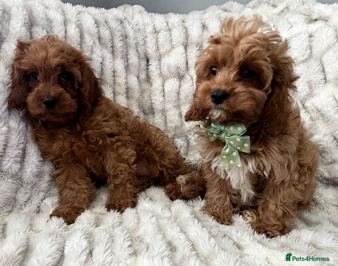 Cavapoo dogs for sale: F1 DEEP FOX RED EXTENSIVELY HEALTH TESTED BABIES  - Image 36