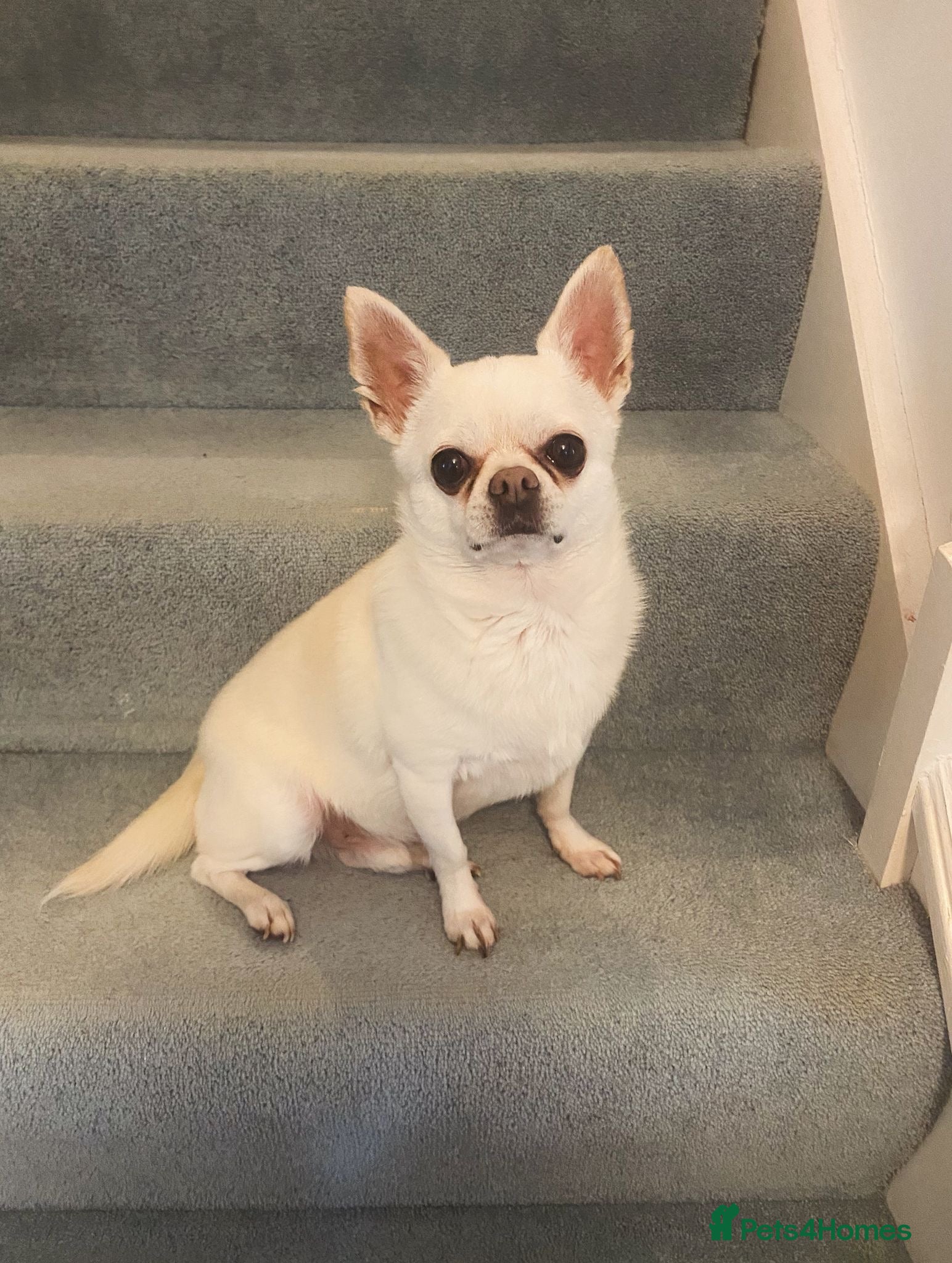 Chihuahua dogs 9 year old Chihuahua looking for a new home.  - Advert 1