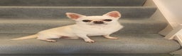 Chihuahua dogs for sale: 9 year old Chihuahua looking for a new home.  - Advert 1