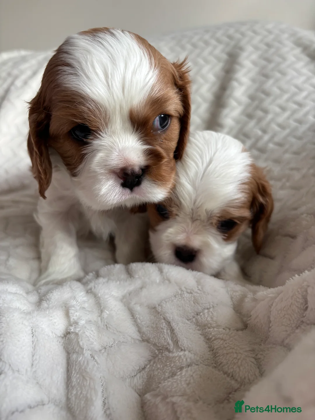 Cavalier King Charles Spaniel dogs for sale: Beautiful cavalier puppy’s  - Advert 5