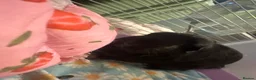 Guinea Pig rodents for sale: Guinea pigs in Bridlington - Advert 2