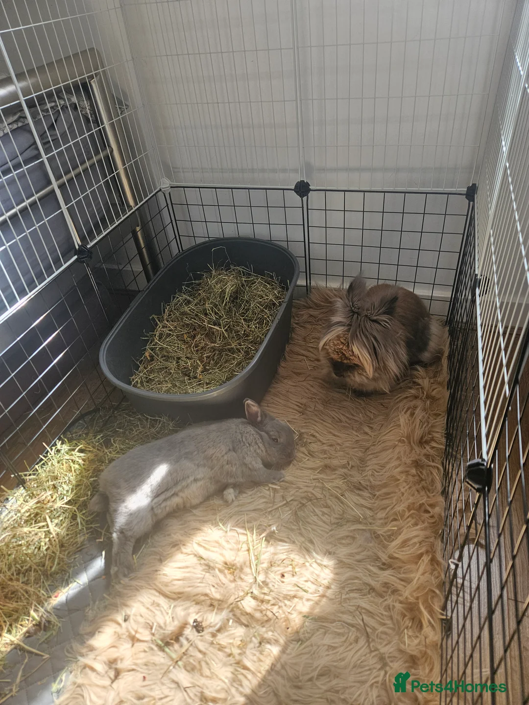 Lionhead rabbits for sale: 2 female spayed rabbits - Advert 17