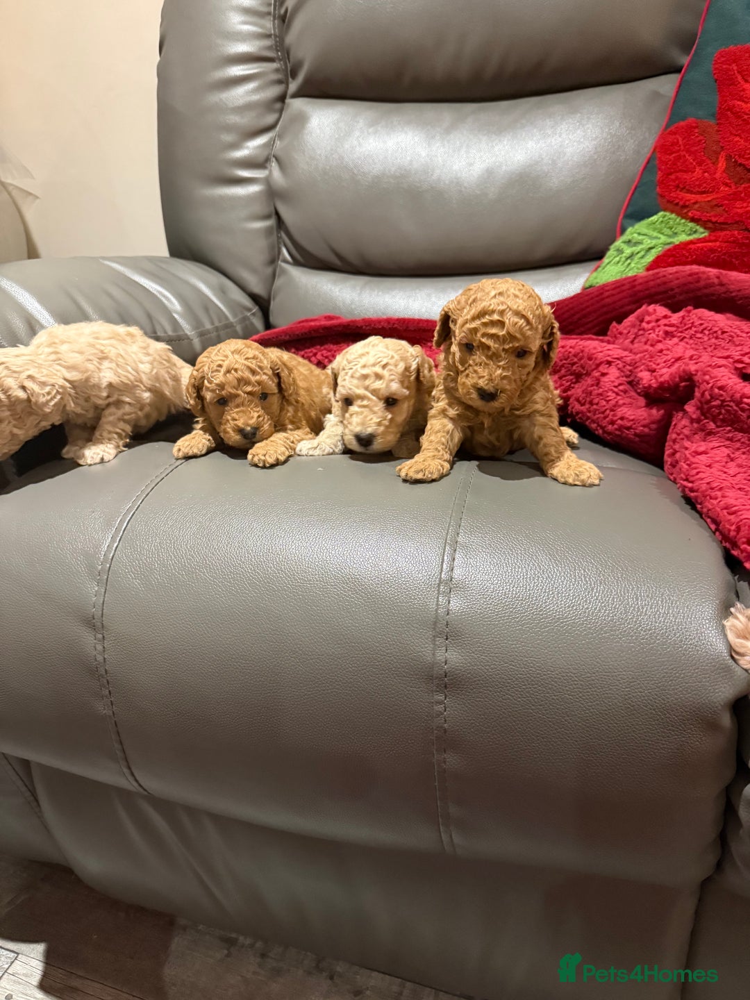 Toy Poodle dogs for sale: Toy poodle - Advert 2