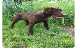 Patterdale Terrier dogs for sale: Chocolate Patterdale terrier pups  - Image 3