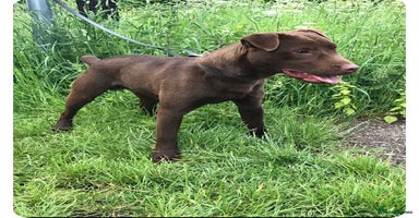 Patterdale Terrier dogs - Advert 1