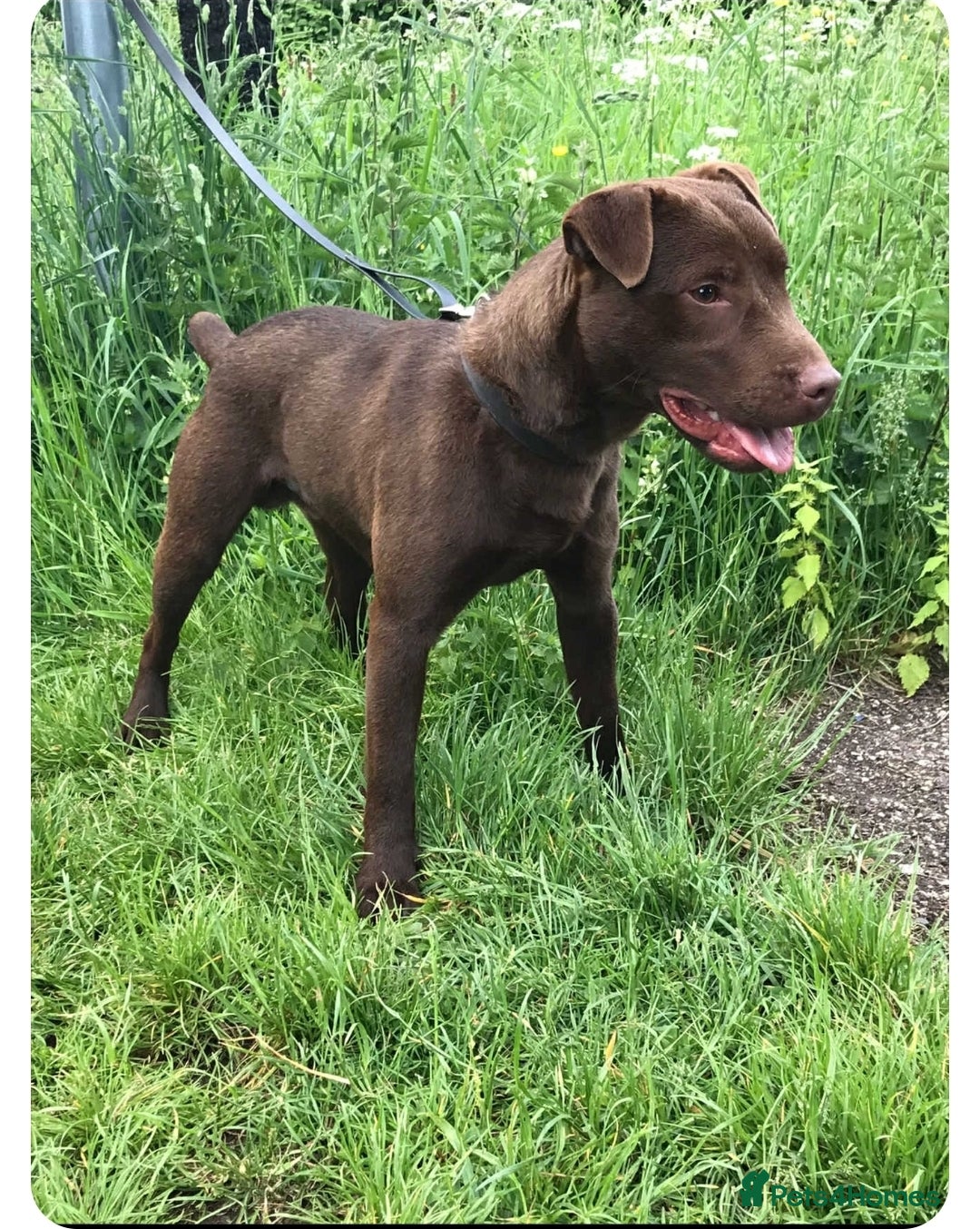 Patterdale Terrier dogs for sale: Chocolate Patterdale terrier pups  - Image 3