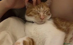 Mixed Breed cats for sale: Playful ginger cat looking for loving home - Image 6